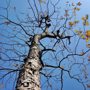 tree1